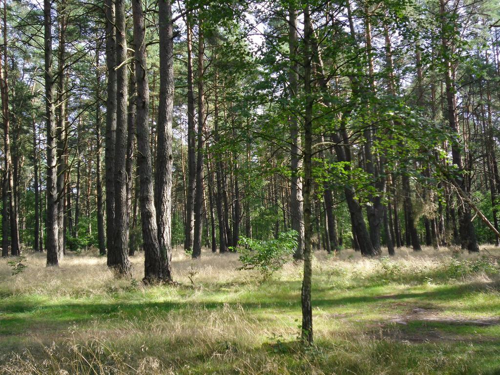 Kastavengrund - Ferienhaeuser Mit Kamin Lychen Extérieur photo